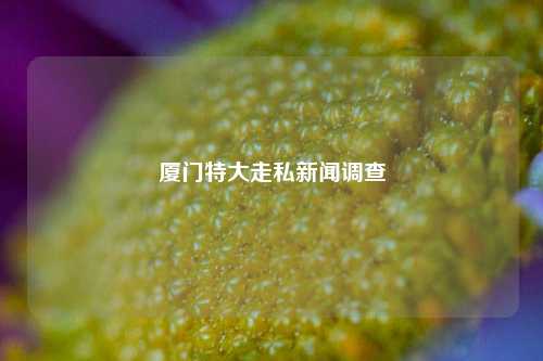 厦门特大走私新闻调查